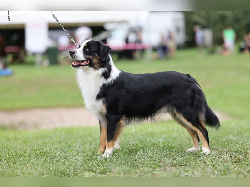 Deckrüde Miniature American Shepherd