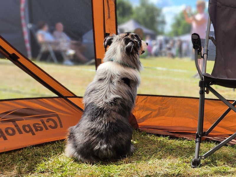 Deckrüde Miniature American Shepherd