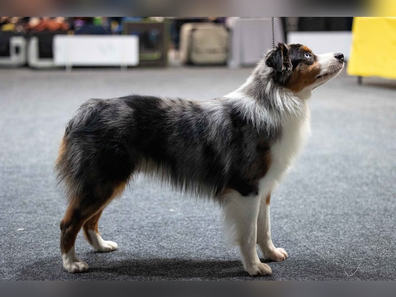 Deckrüde Miniature American Shepherd