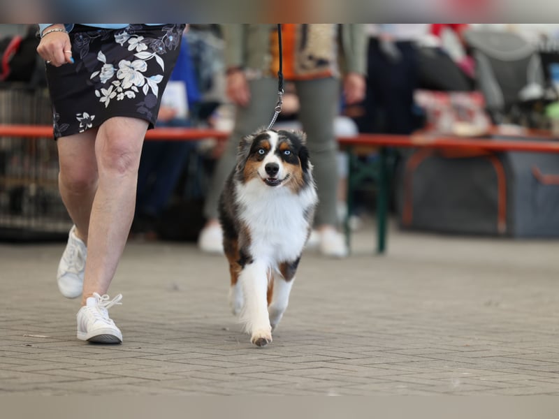 Deckrüde Miniature American Shepherd