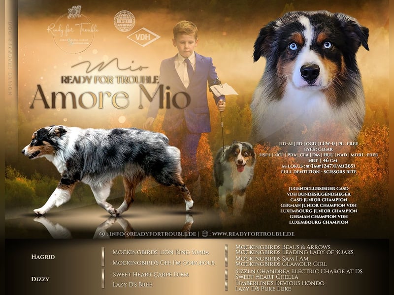 Deckrüde Miniature American Shepherd