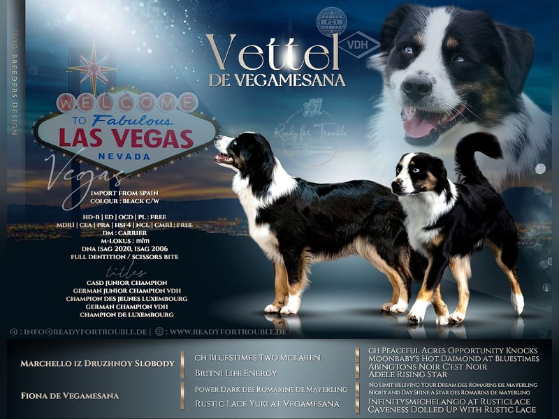 Deckrüde Miniature American Shepherd