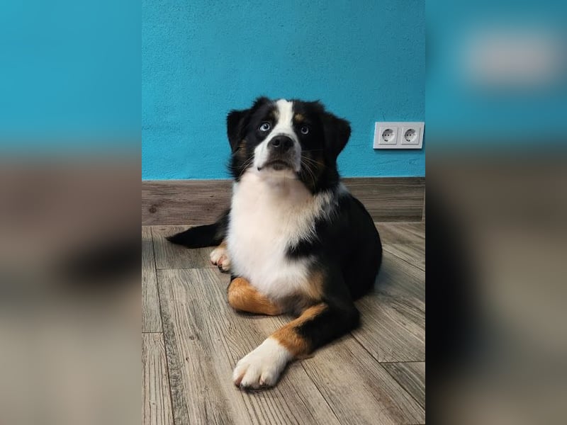 Deckrüde Miniature American Shepherd