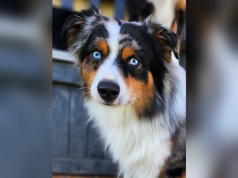 Deckrüde Miniature American Shepherd