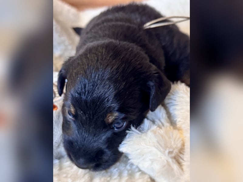 Mini American Shepherd/ Mini Aussie
