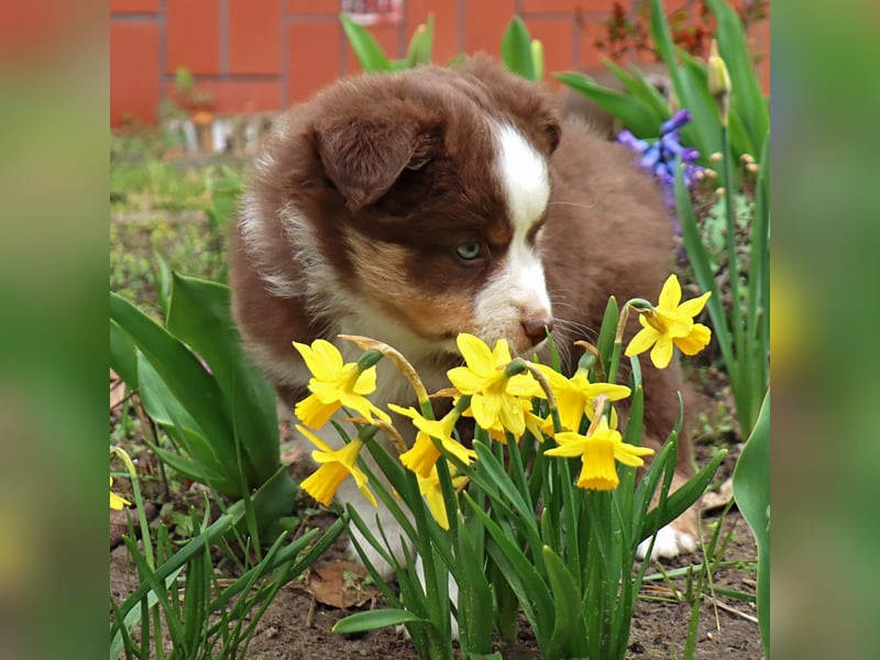 Miniature American Shepherd Welpen mit VDH Papiere