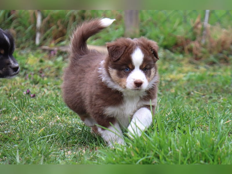Miniature American Shepherd Welpen mit VDH Papiere
