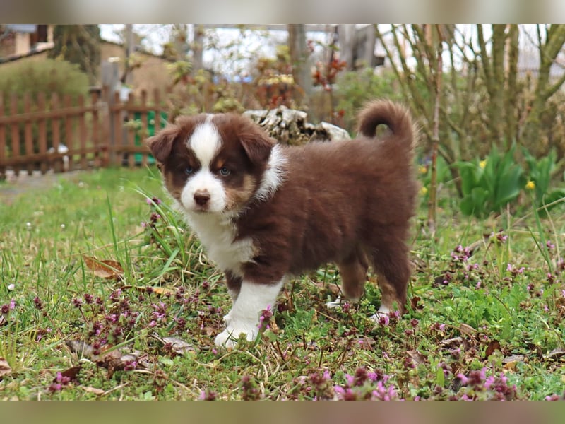 Miniature American Shepherd Welpen mit VDH Papiere