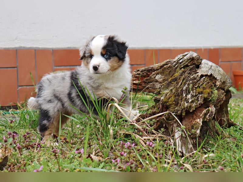 Miniature American Shepherd Welpen mit VDH Papiere