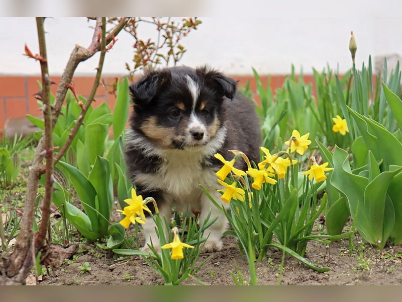 Miniature American Shepherd Welpen mit VDH Papiere