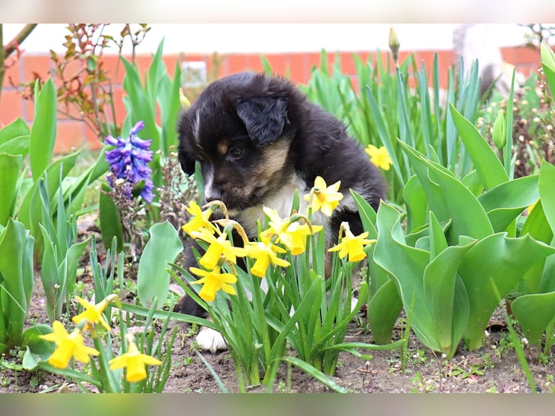 Miniature American Shepherd Welpen mit VDH Papiere