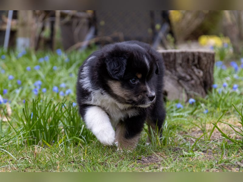 Miniature American Shepherd Welpen mit VDH Papiere