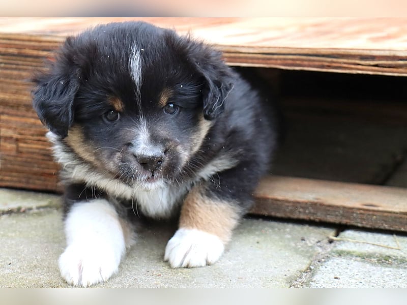 Miniature American Shepherd Welpen mit VDH Papiere