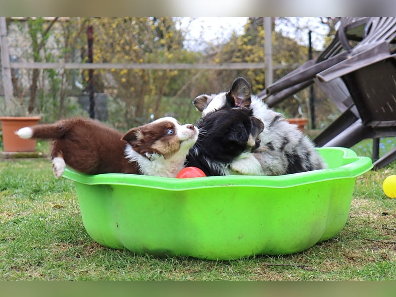 Miniature American Shepherd Welpen mit VDH Papiere