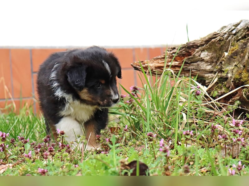 Miniature American Shepherd Welpen mit VDH Papiere