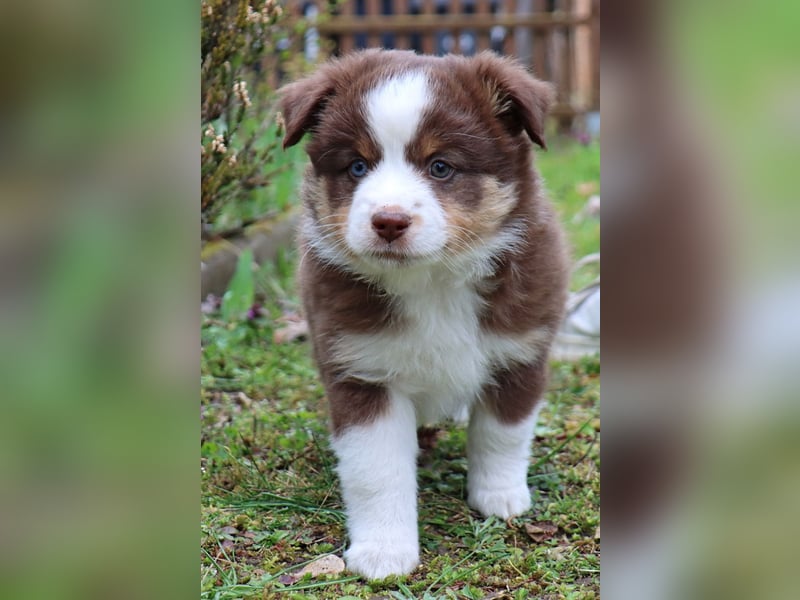 Miniature American Shepherd Welpen mit VDH Papiere