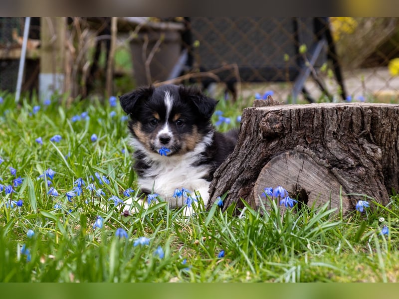 Miniature American Shepherd Welpen mit VDH Papiere