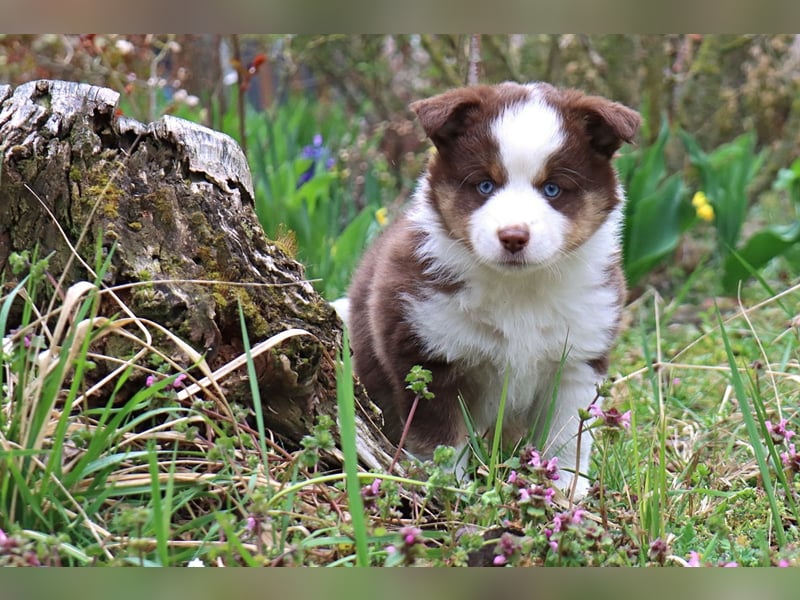 Miniature American Shepherd Welpen mit VDH Papiere