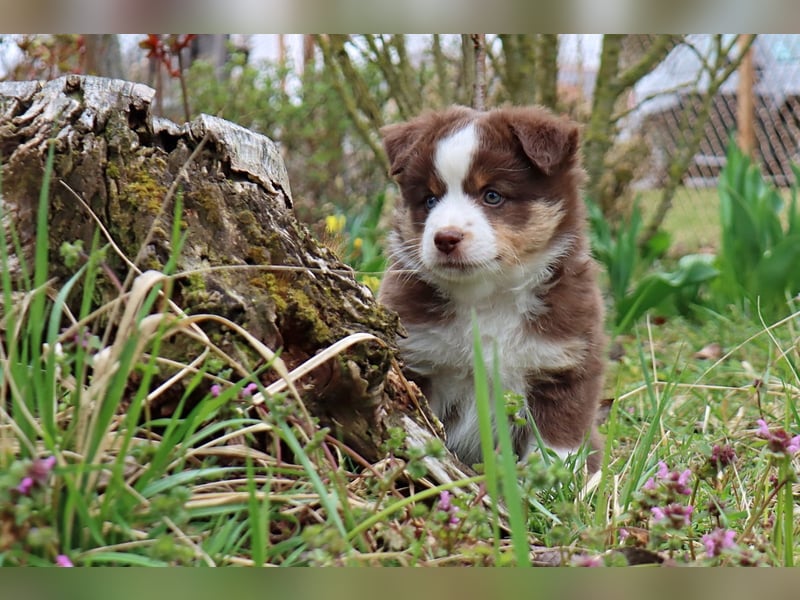 Miniature American Shepherd Welpen mit VDH Papiere
