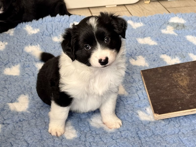Mini American Shepherd Welpen