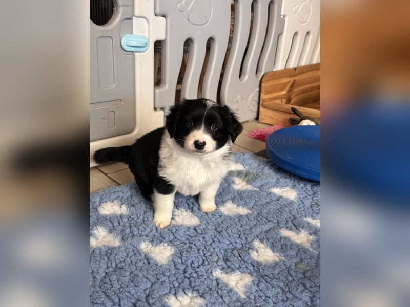 Mini American Shepherd Welpen