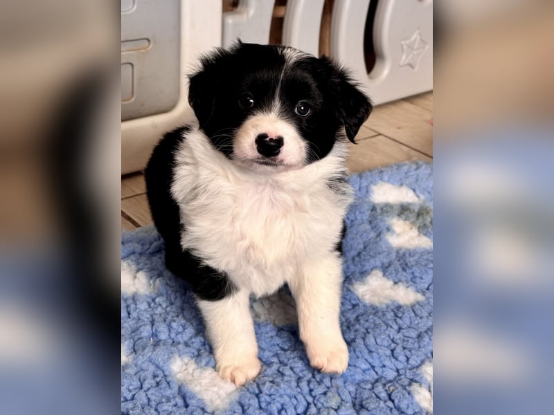 Mini American Shepherd Welpen
