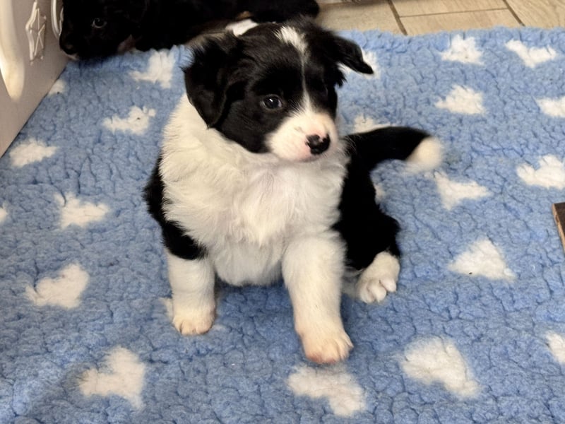 Mini American Shepherd Welpen