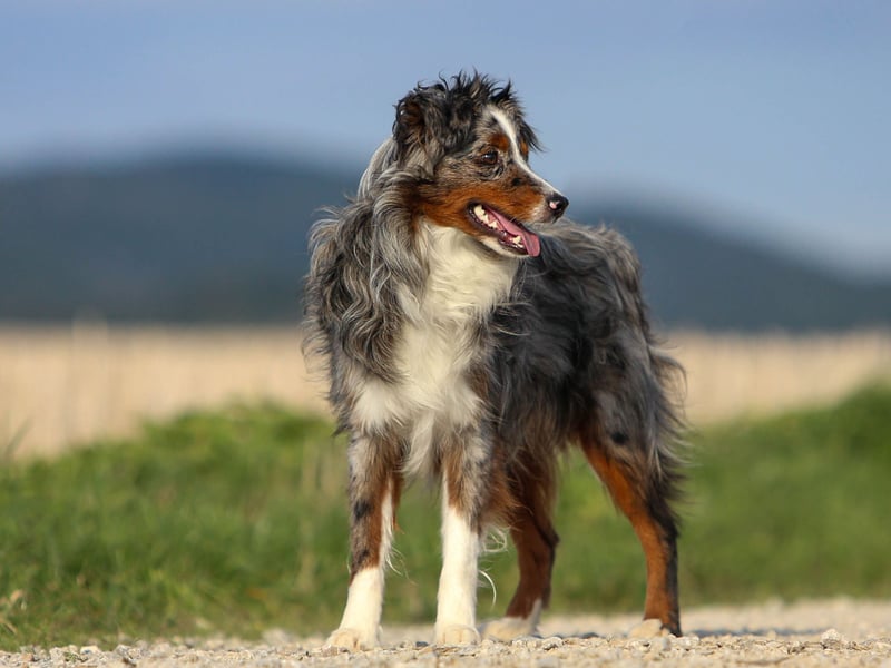Miniature American Shepherd und Mini Aussies