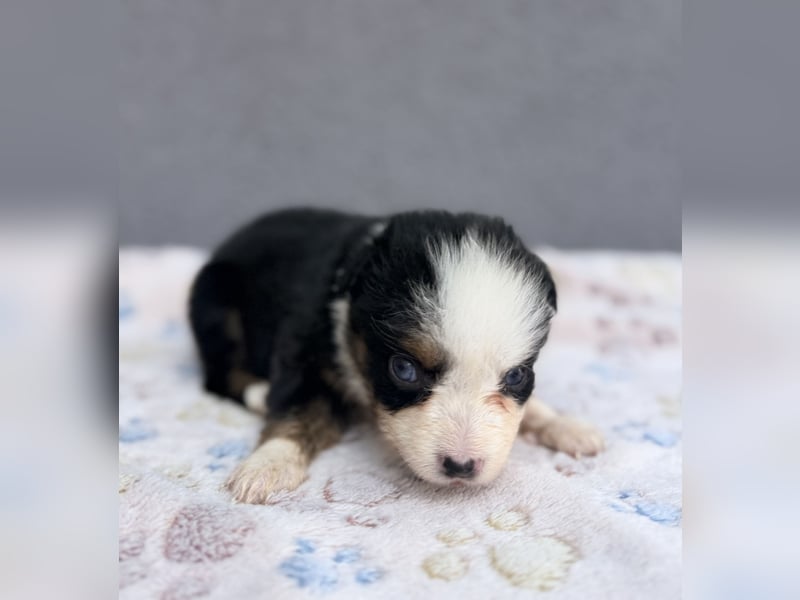 Miniature American Shepherd Hündinnen – Toy Größe – blaue Augen – kleine Linie