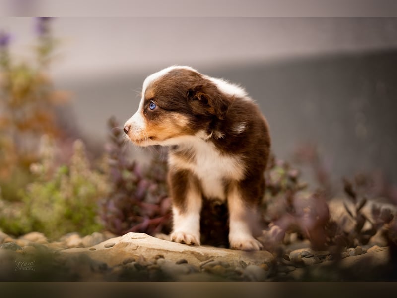 Miniature American Shepherd – Toy Größe – blaue Augen – kleine Linie