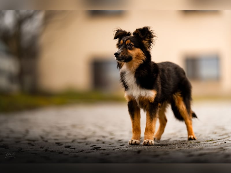 Miniature American Shepherd – Toy Größe – blaue Augen – kleine Linie