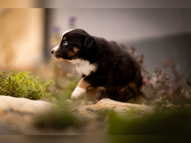 Miniature American Shepherd – Toy Größe – blaue Augen – kleine Linie