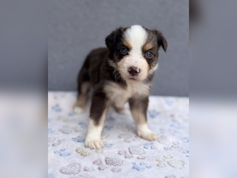 Miniature American Shepherd Hündinnen – Toy Größe – blaue Augen – kleine Linie
