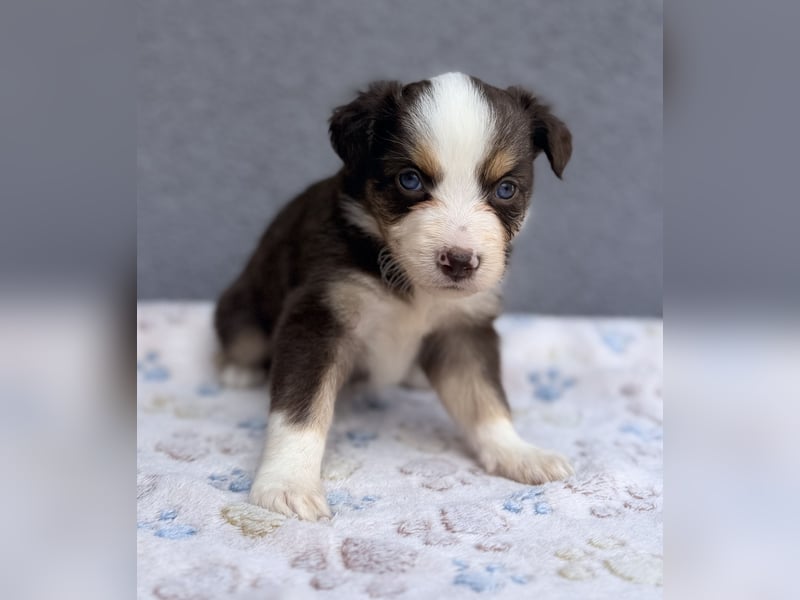 Miniature American Shepherd Hündinnen – Toy Größe – blaue Augen – kleine Linie