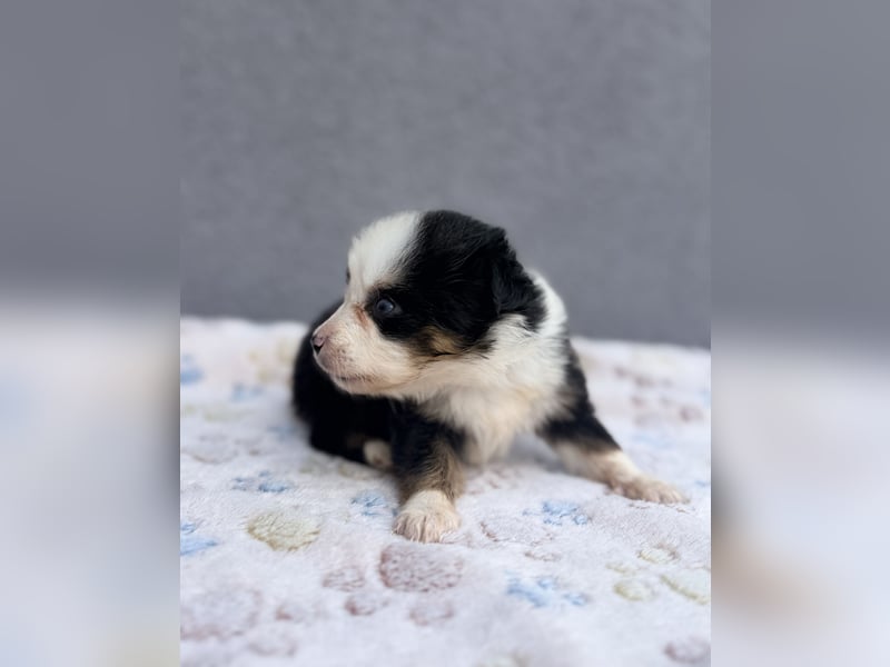 Miniature American Shepherd Hündinnen – Toy Größe – blaue Augen – kleine Linie