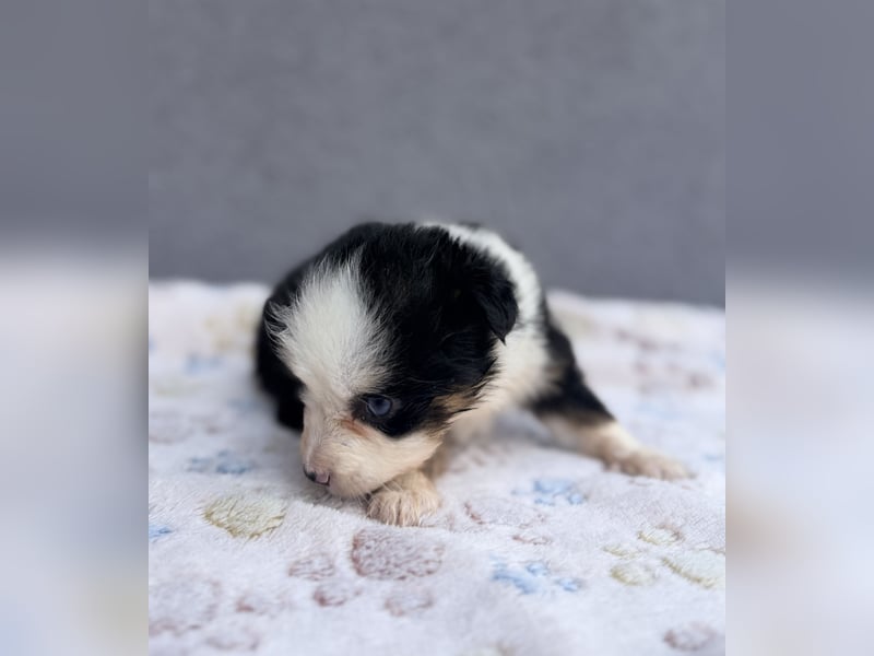 Miniature American Shepherd Hündinnen – Toy Größe – blaue Augen – kleine Linie