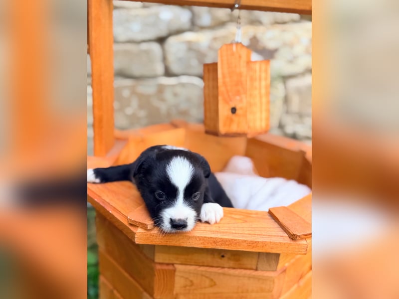 Miniature American Shepherd – Black Bicolor – blaues Auge