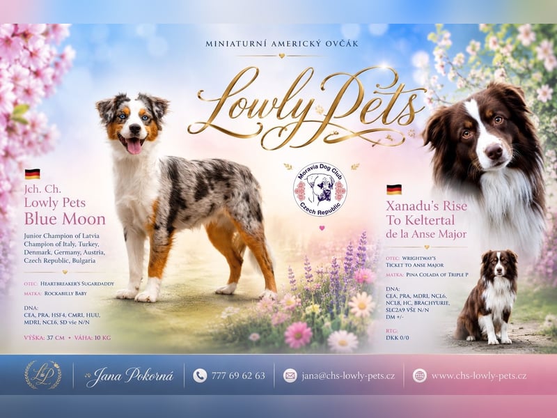 Miniature American Shepherd – Black Bicolor – blaues Auge