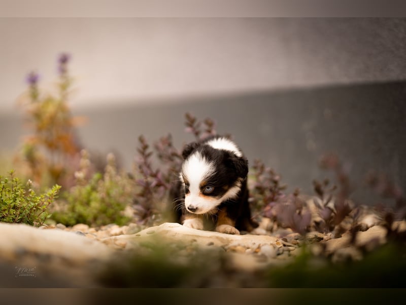 Miniature American Shepherd Welpe – Toy-Größe – blauen Augen