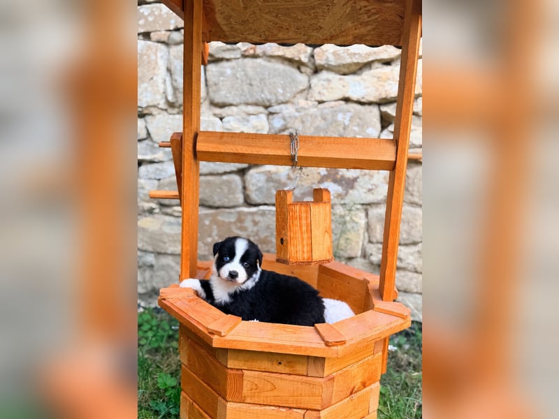 Miniature American Shepherd – Black Bicolor – blaues Auge