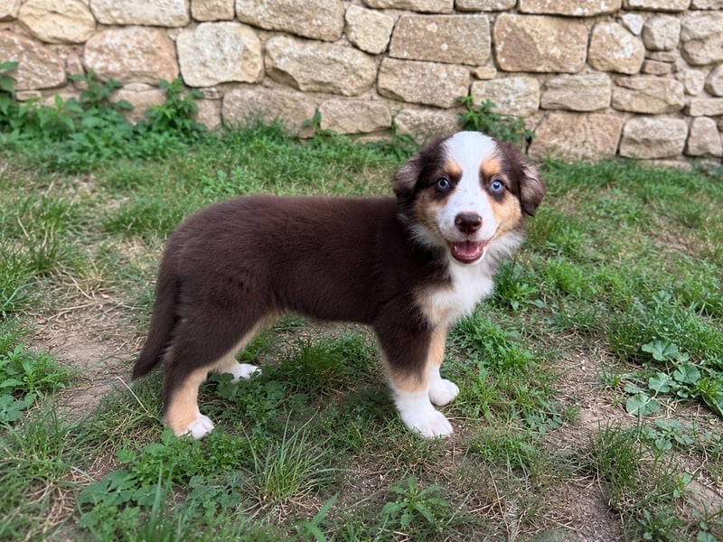 Miniature American Shepherd – Toy Größe – blaue Augen – kleine Linie