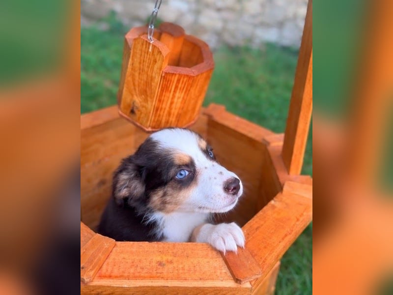 Miniature American Shepherd – Toy Größe – blaue Augen – kleine Linie