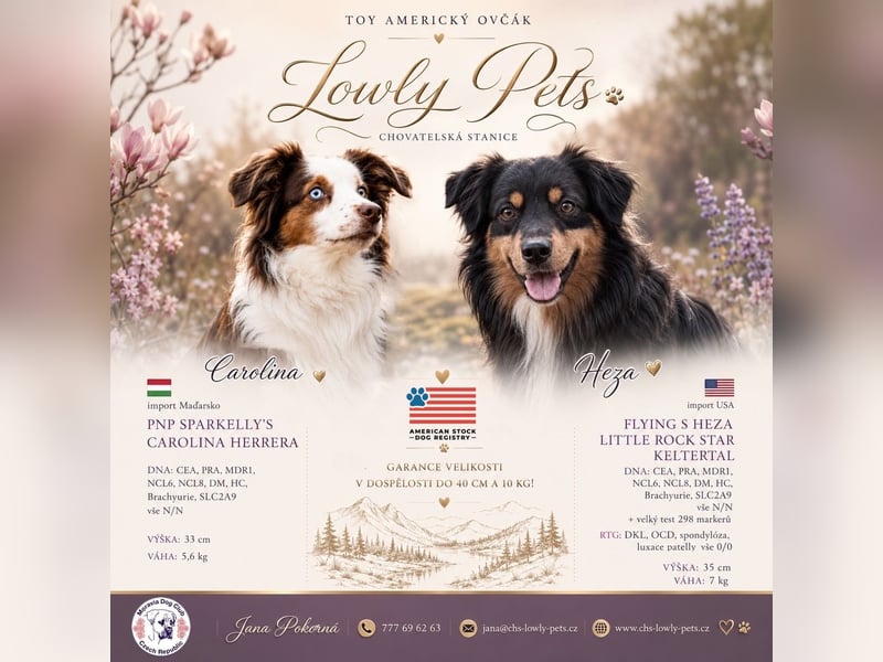 Miniature American Shepherd – Toy Größe – blaue Augen – kleine Linie