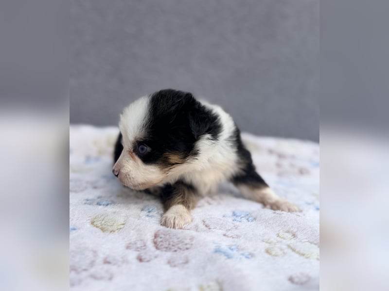 Miniature American Shepherd Hündinnen – Toy Größe – blaue Augen – kleine Linie