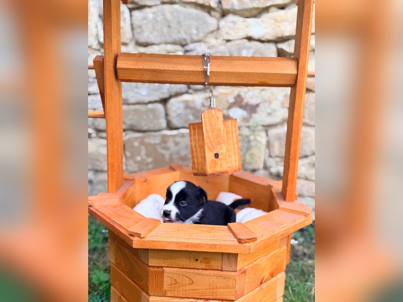 Miniature American Shepherd – Black Bicolor – blaues Auge