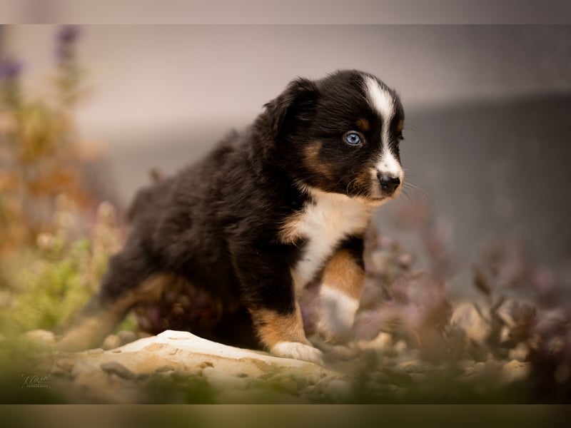 Miniature American Shepherd – Toy Größe – blaue Augen – kleine Linie
