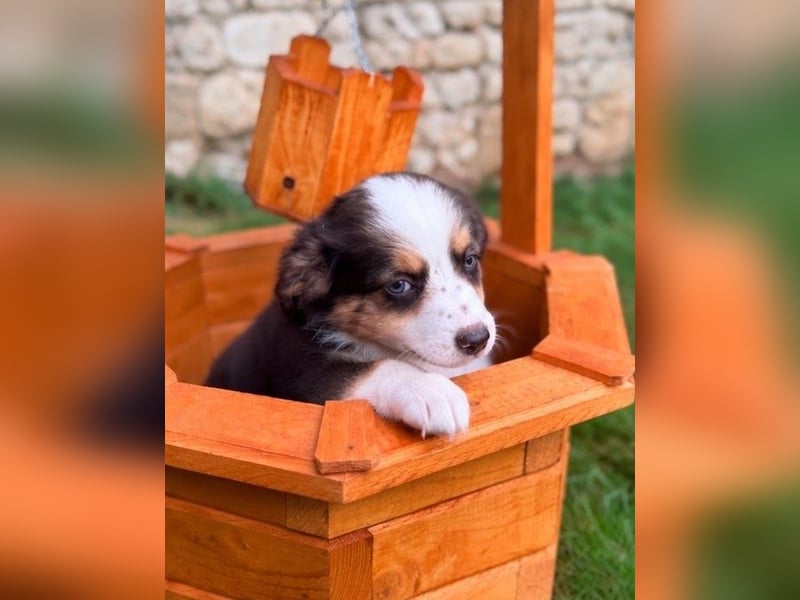 Miniature American Shepherd – Toy Größe – blaue Augen – kleine Linie