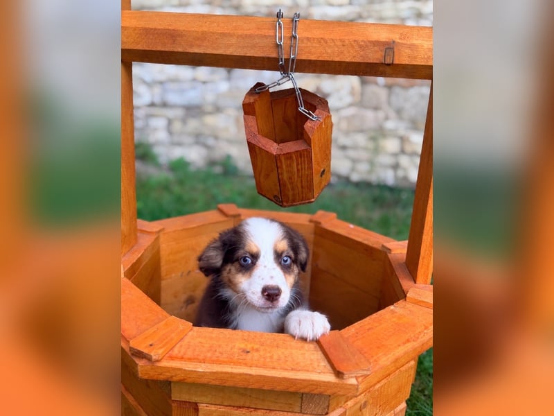 Miniature American Shepherd – Toy Größe – blaue Augen – kleine Linie