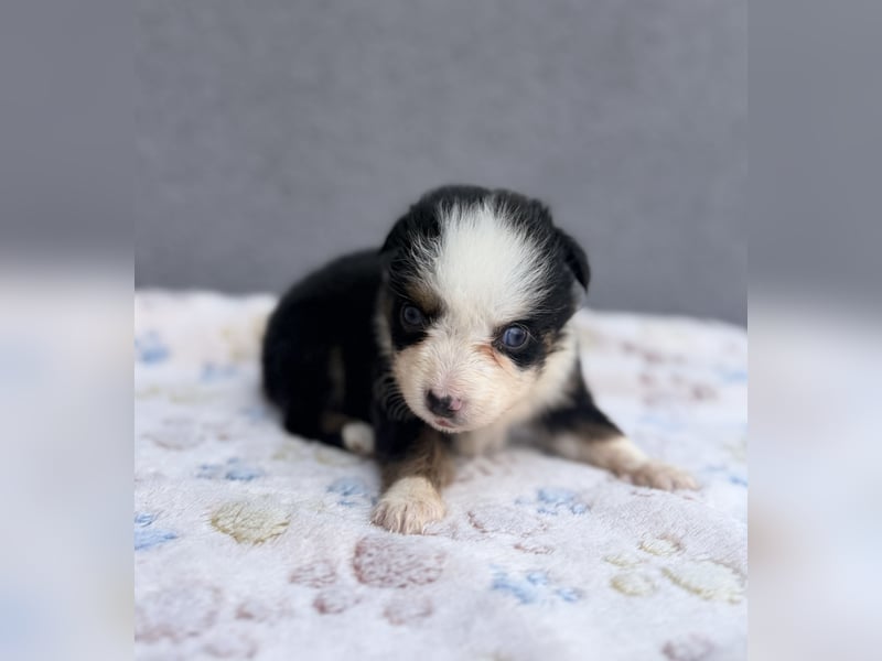 Miniature American Shepherd Hündinnen – Toy Größe – blaue Augen – kleine Linie