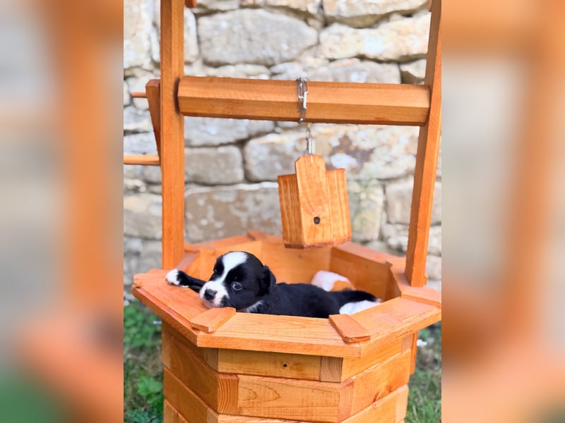 Miniature American Shepherd – Black Bicolor – blaues Auge